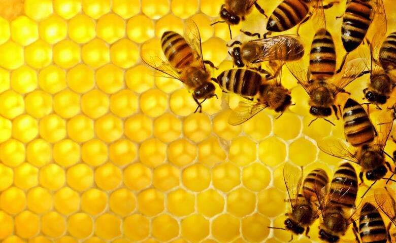 蜂胶有什么作用和功效？